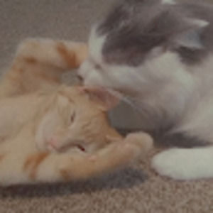 Meet your Posher, Mystiqe